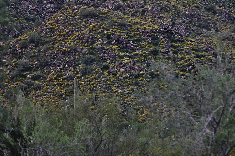 hills with brittlebush